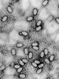 Phagothérapie: ces virus qui peuvent soigner